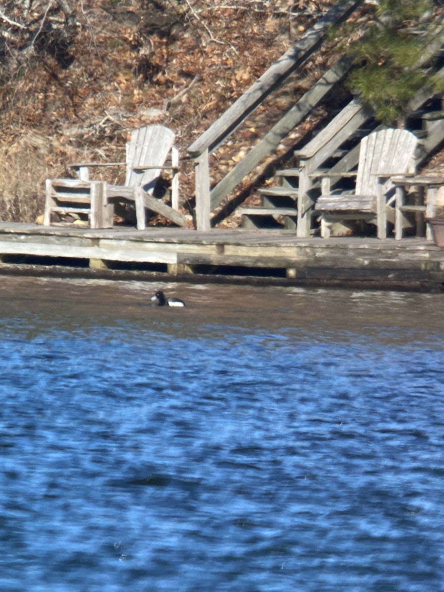 Tufted Duck x Greater Scaup (hybrid) - Will Sweet