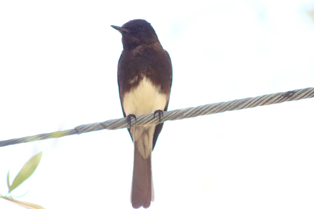 Black Phoebe - Tiare Rivera