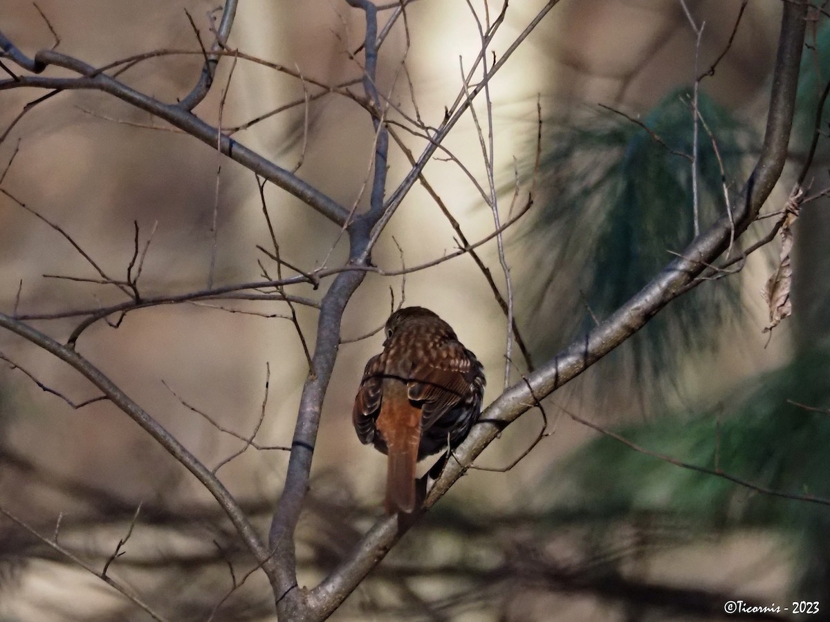 Fox Sparrow (Red) - ML521911411