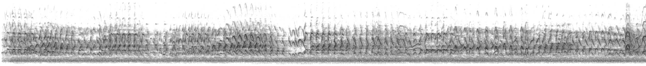 husička černobřichá (ssp. fulgens) - ML521911511