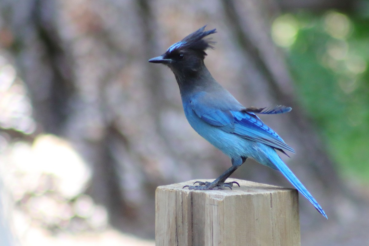 Steller's Jay - ML521912031