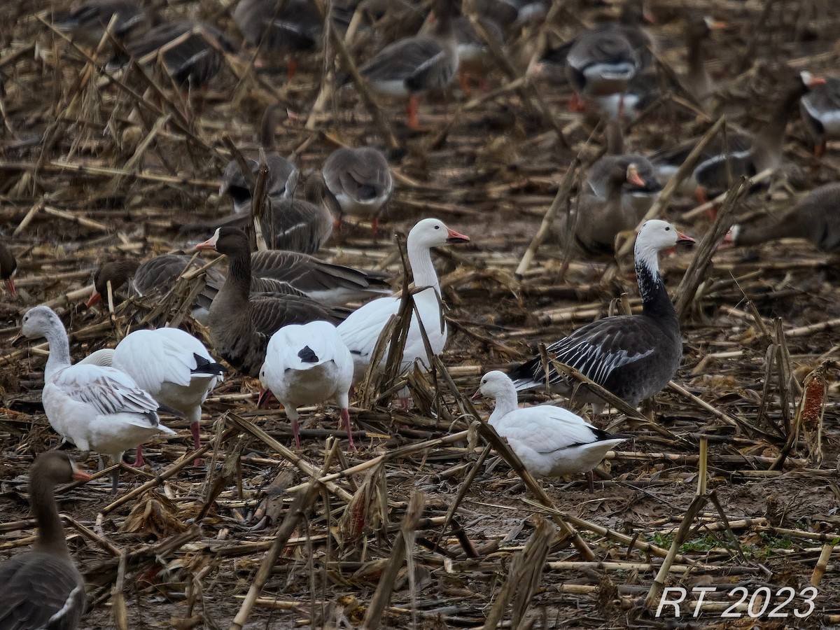 Ross's Goose - ML521912471