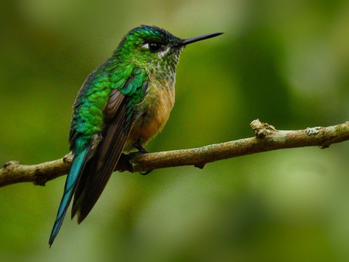 Long-tailed Sylph - ML521913541