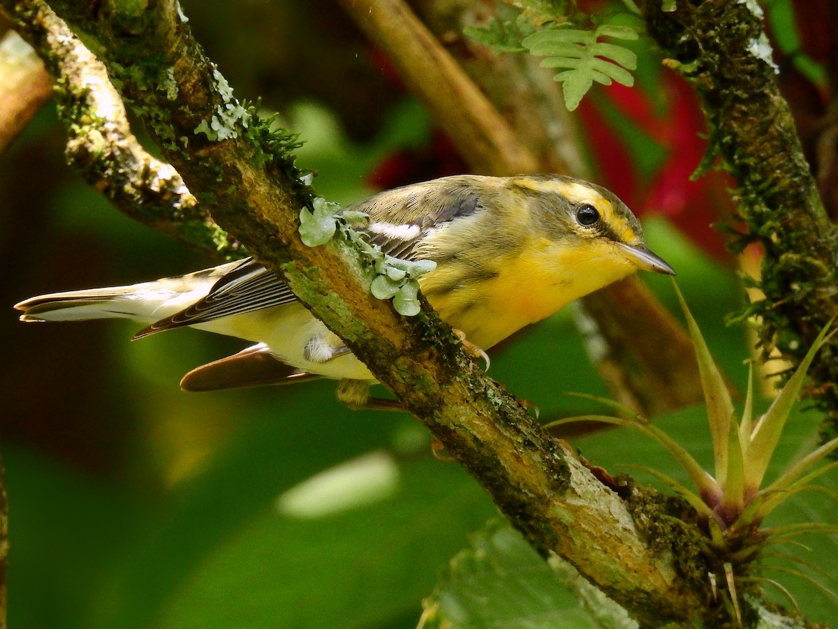 Blackburnian Warbler - ML521913811