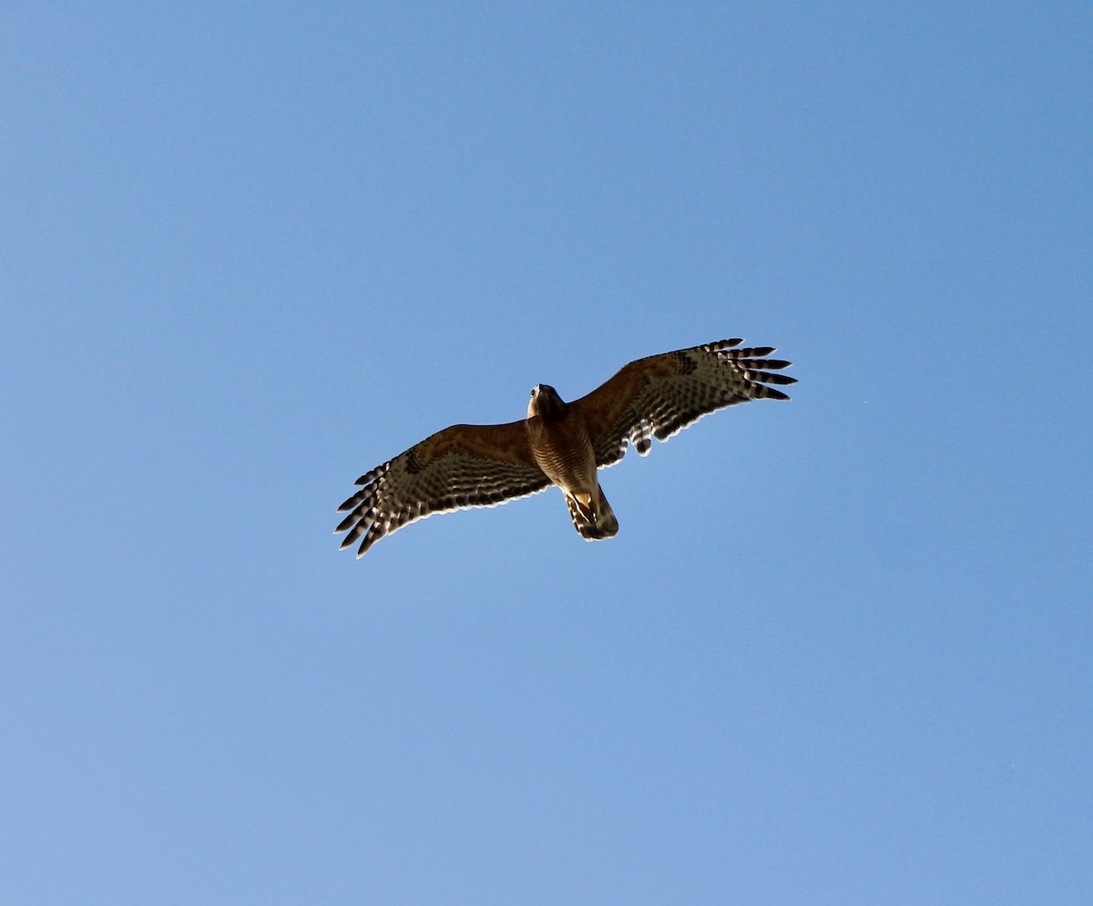 Red-shouldered Hawk - Sean Downs