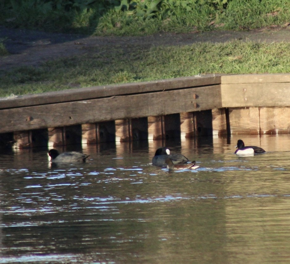 Eurasian Coot - ML521915421