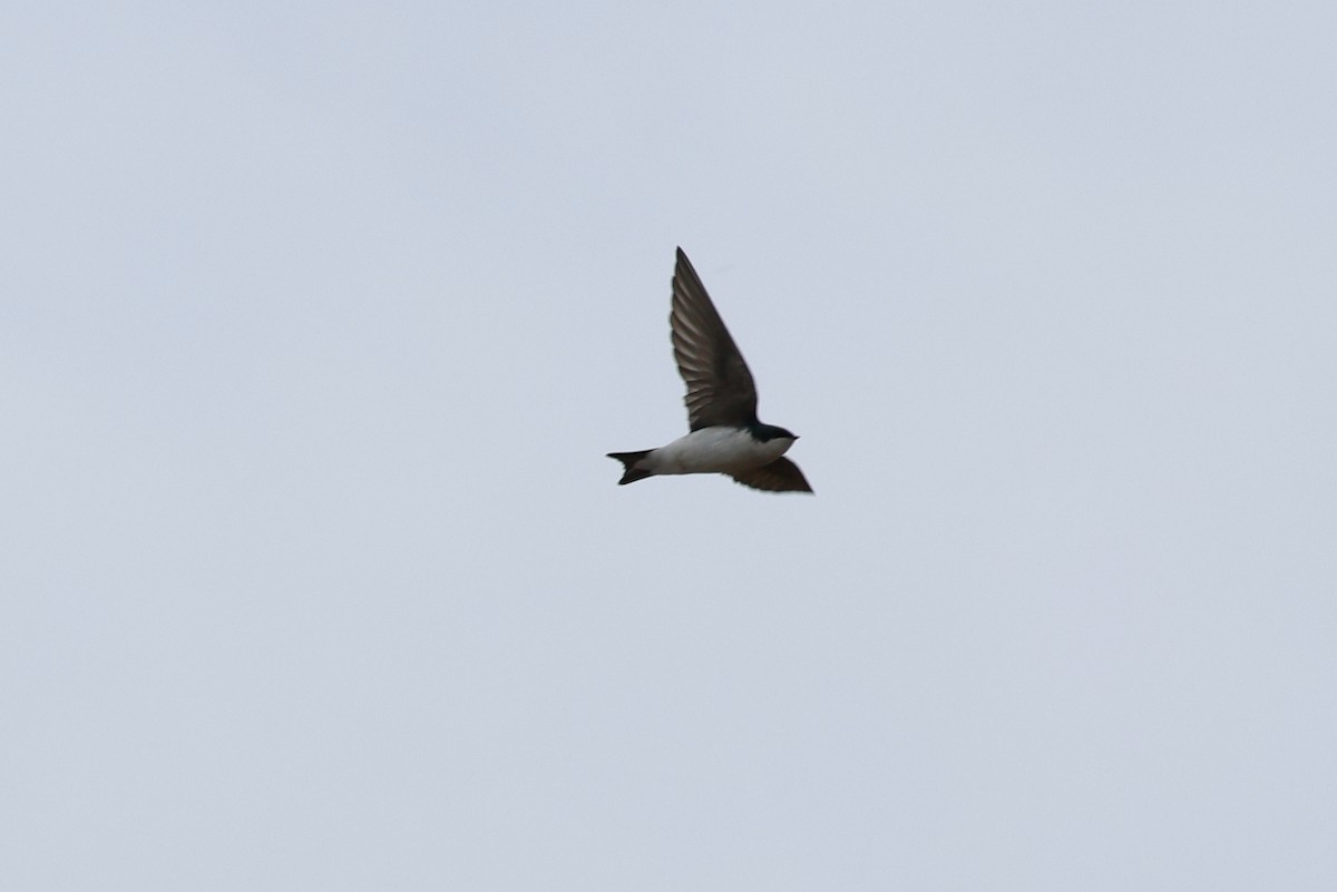 Golondrina Bicolor - ML521915471