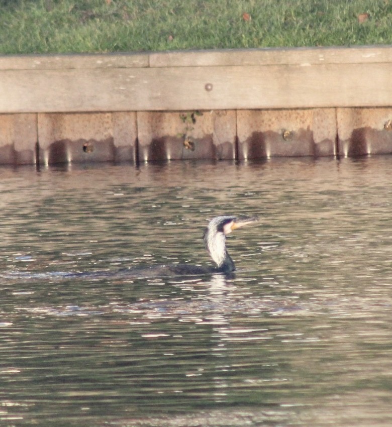 Cormorán Grande - ML521915651