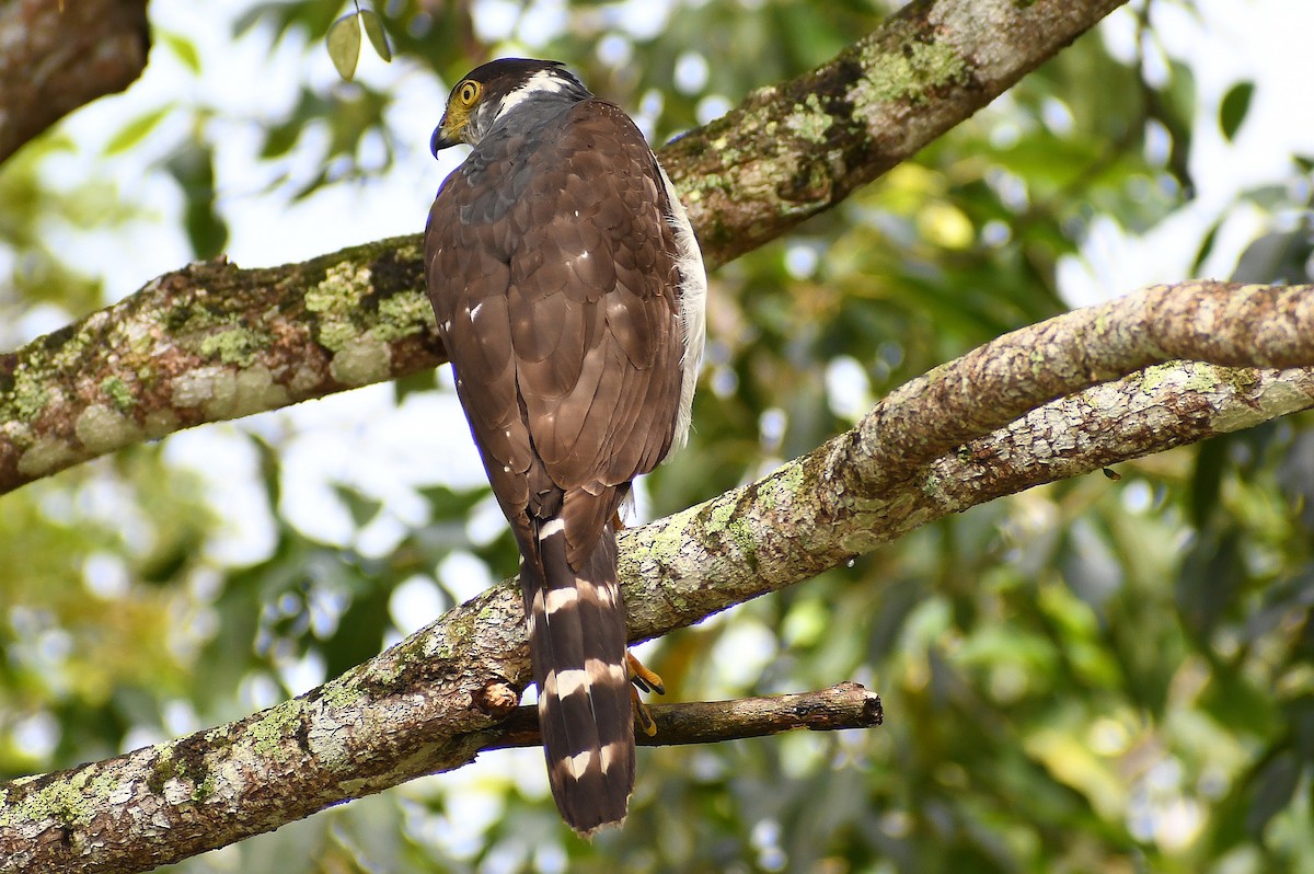 Bicolored Hawk - Samantha Ke Rodriguez