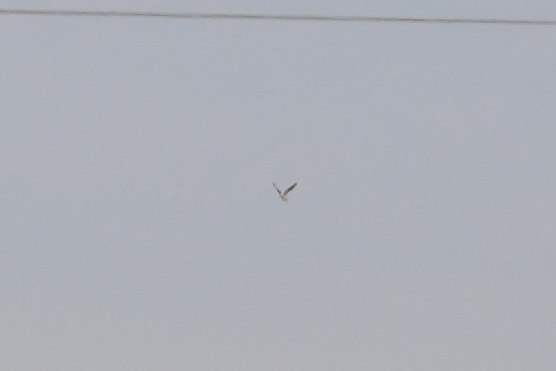 White-tailed Kite - Alex Rinkert