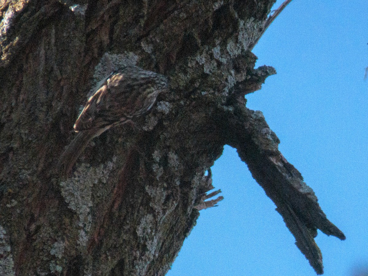 Brown Creeper - ML521917411