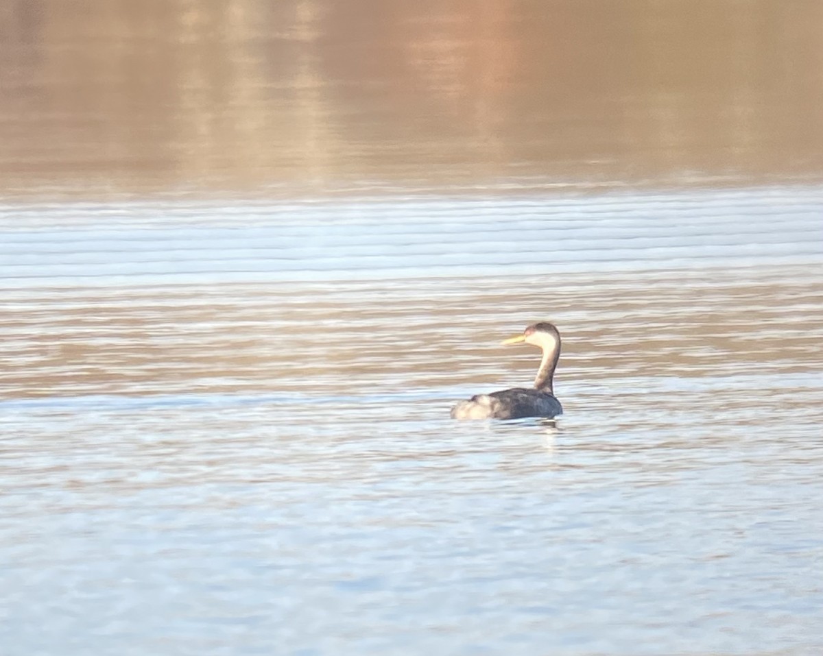 Western Grebe - ML521918201