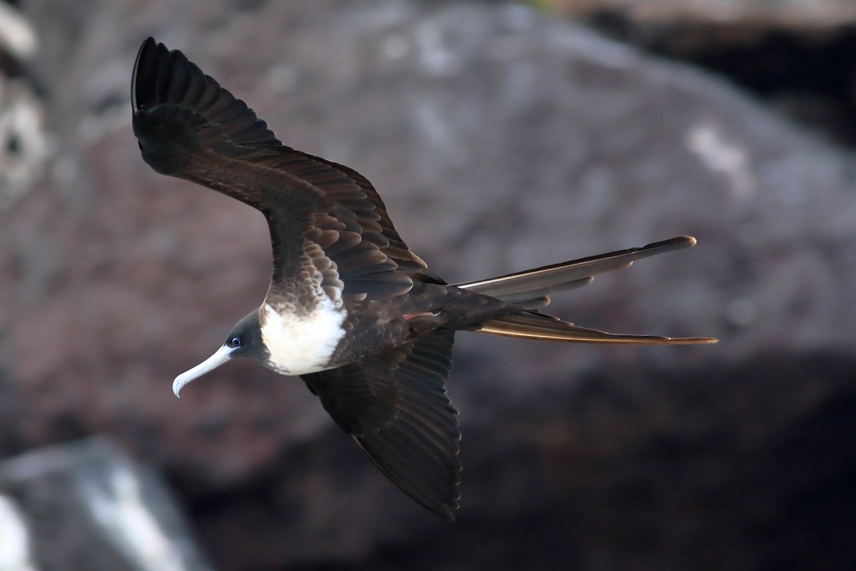 Magnificent Frigatebird - ML521918261