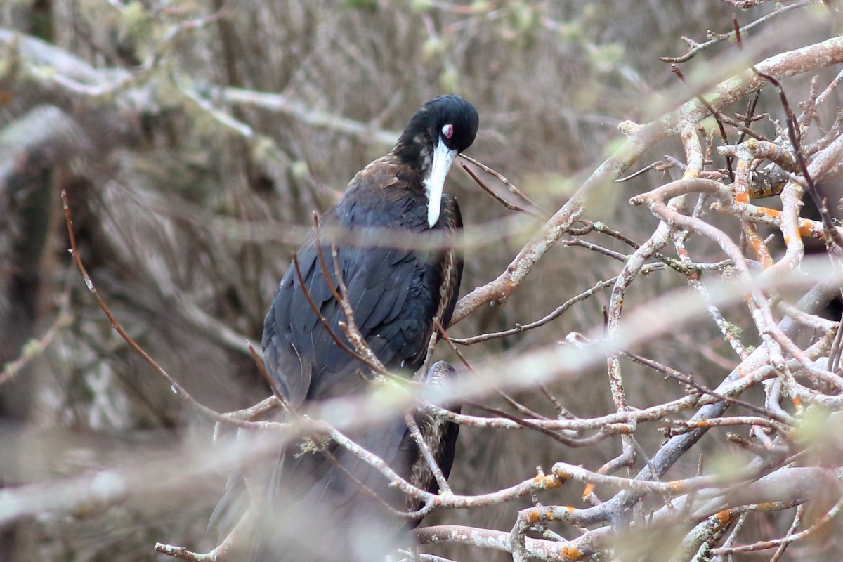 Great Frigatebird - Manfred Bienert