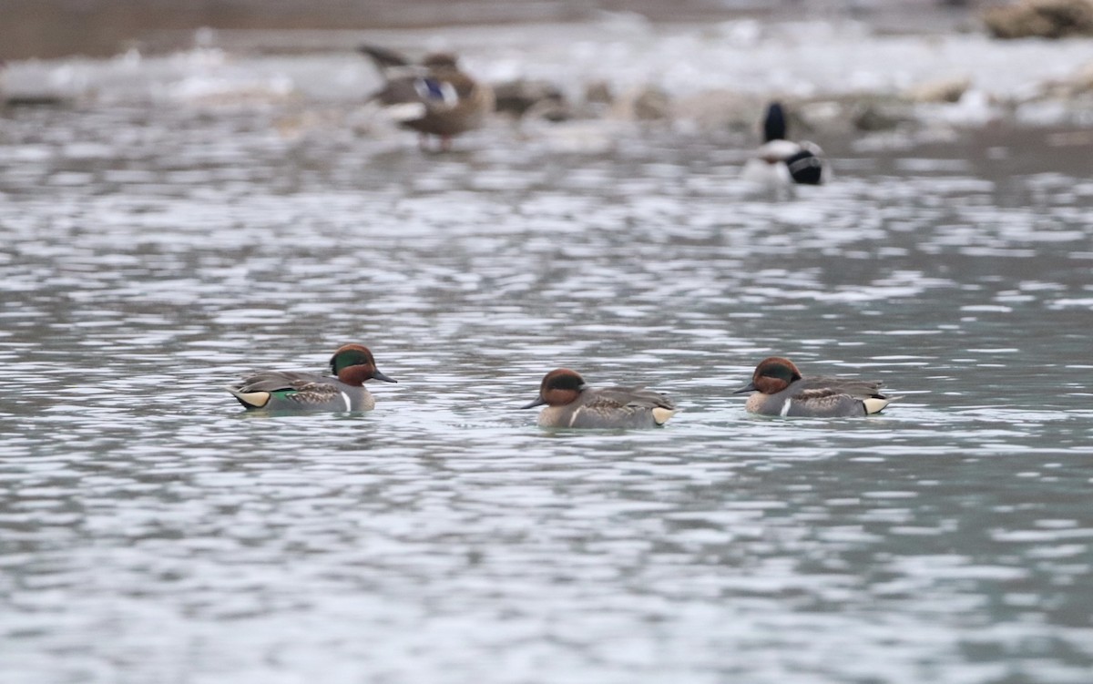 Green-winged Teal - ML521918741