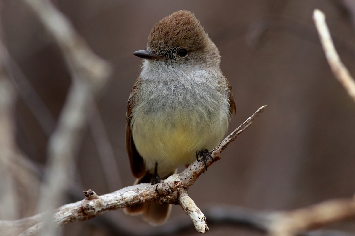 Galapagos Flycatcher - ML521919381