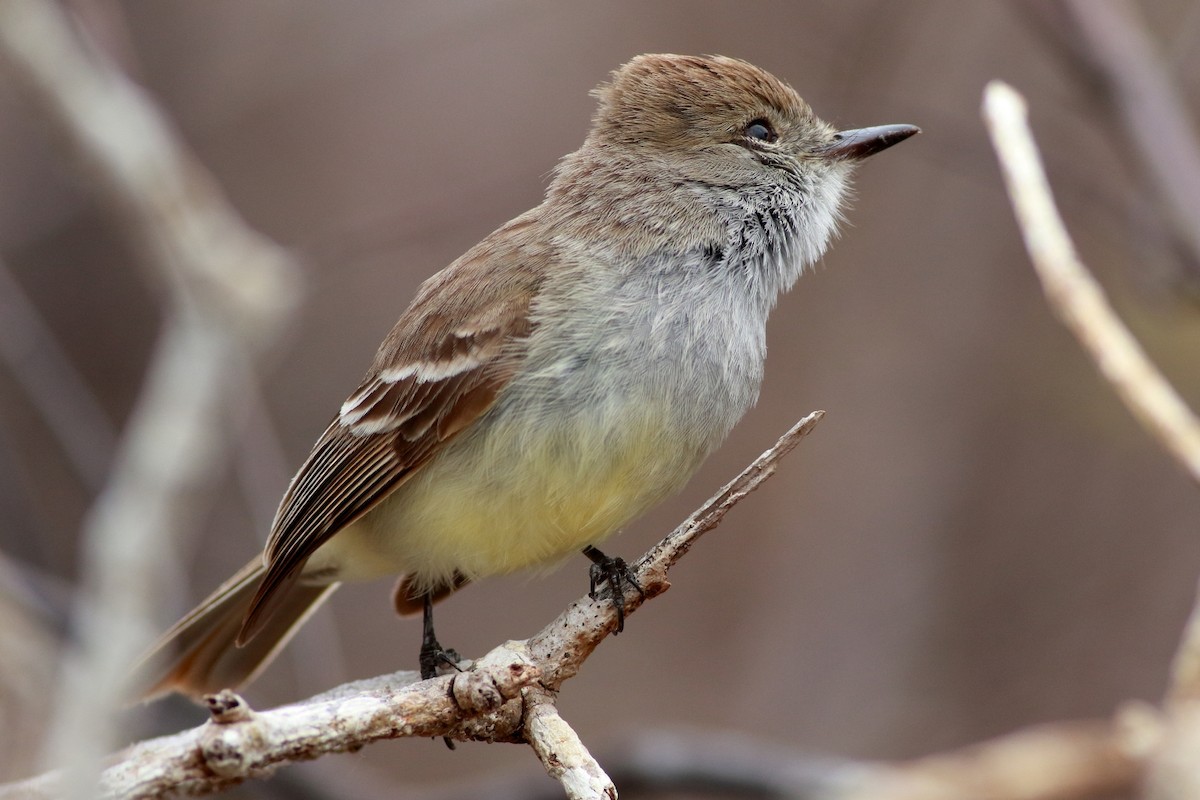 Galapagos Flycatcher - ML521919421