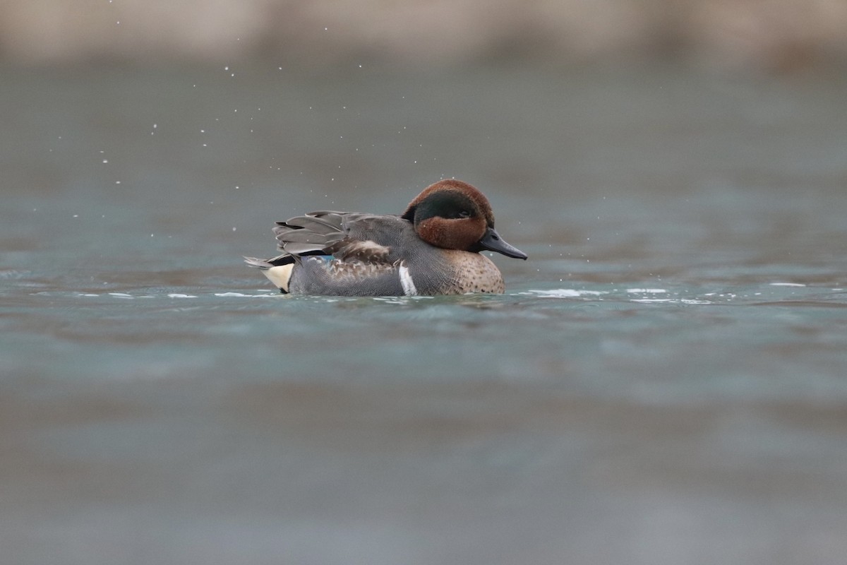 Green-winged Teal - ML521919841