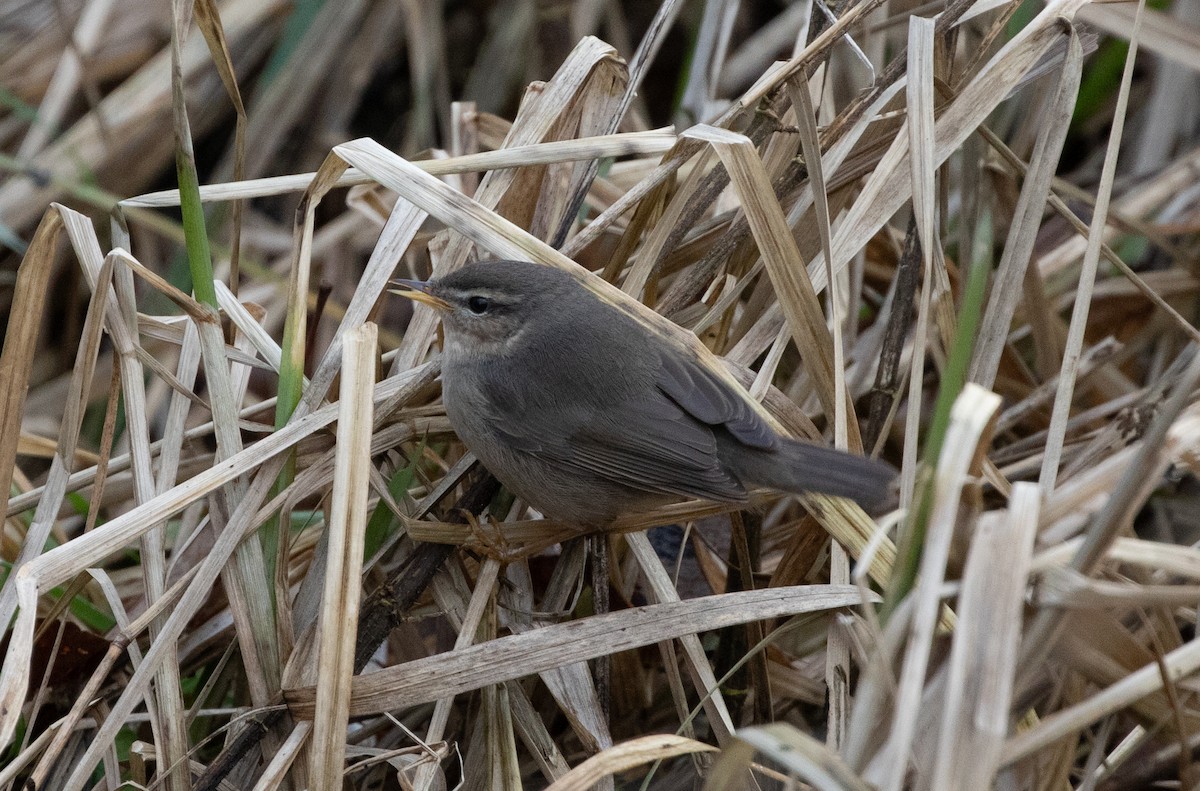 Mosquitero Sombrío - ML521922181