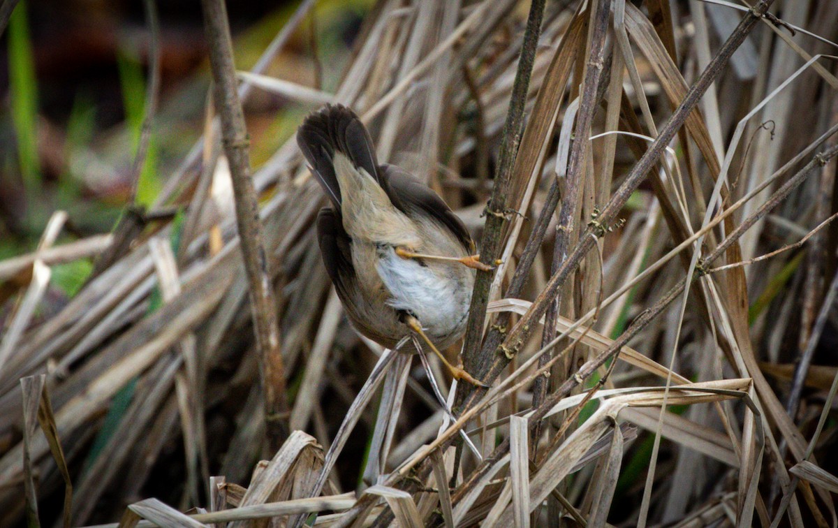 Mosquitero Sombrío - ML521922191