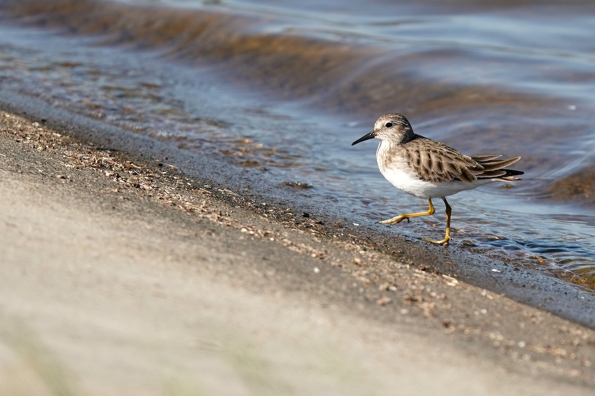 Least Sandpiper - Zeno Taylord-Hawk