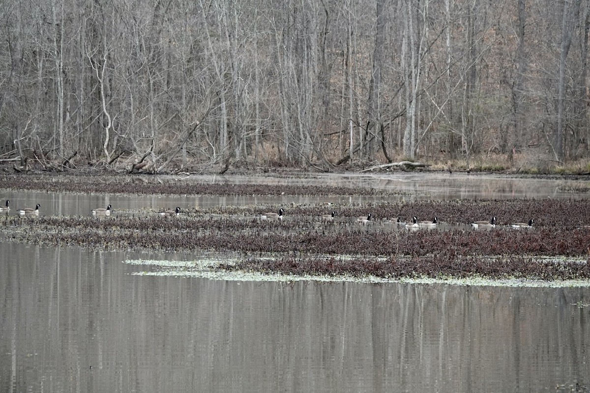 Canada Goose - Fleeta Chauvigne