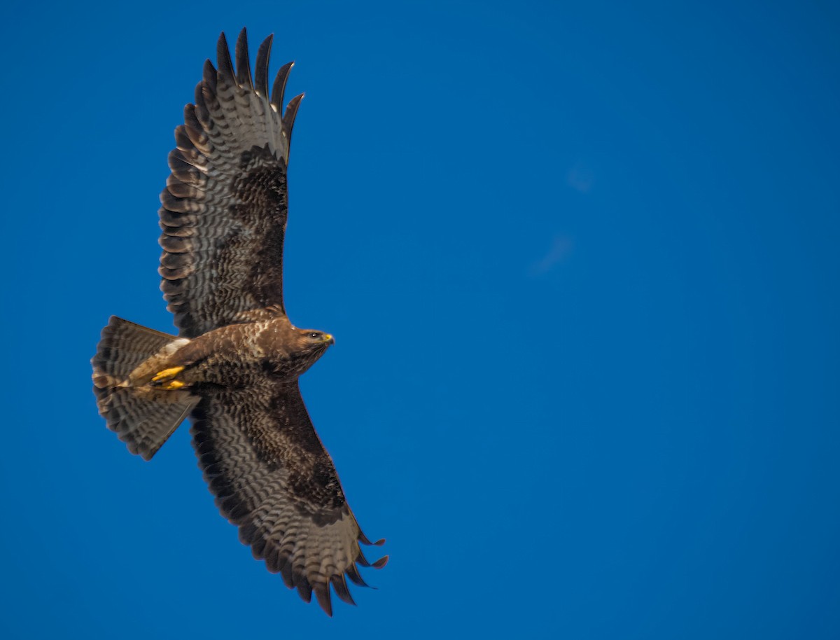 Common Buzzard - Ömer Faruk Durdu