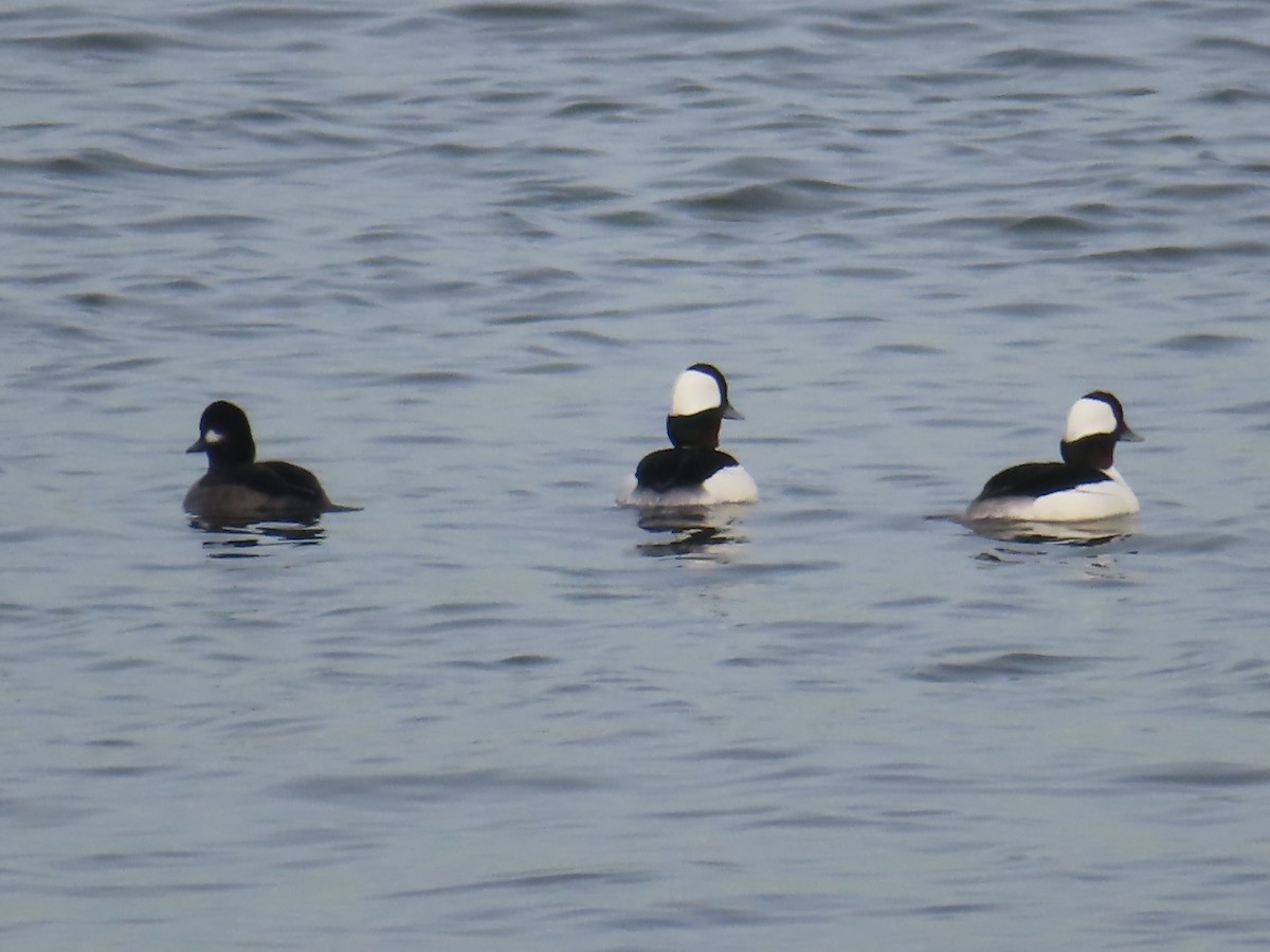 Bufflehead - ML521925571