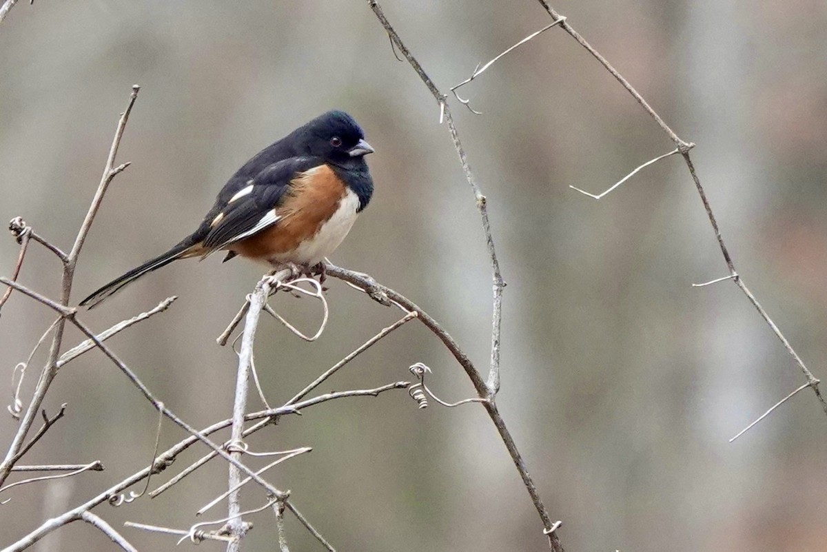 Eastern Towhee - ML521925741