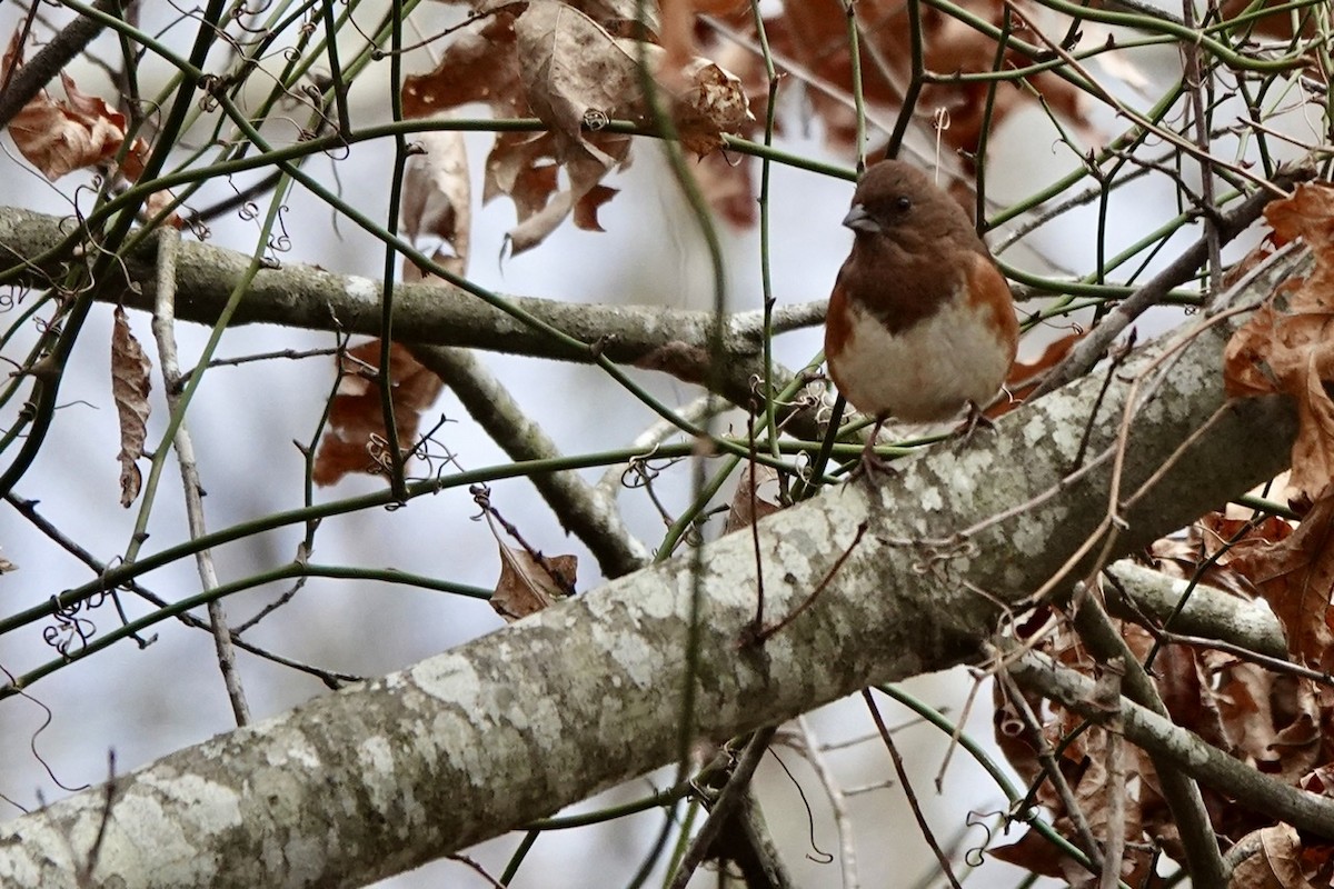 Eastern Towhee - ML521925751