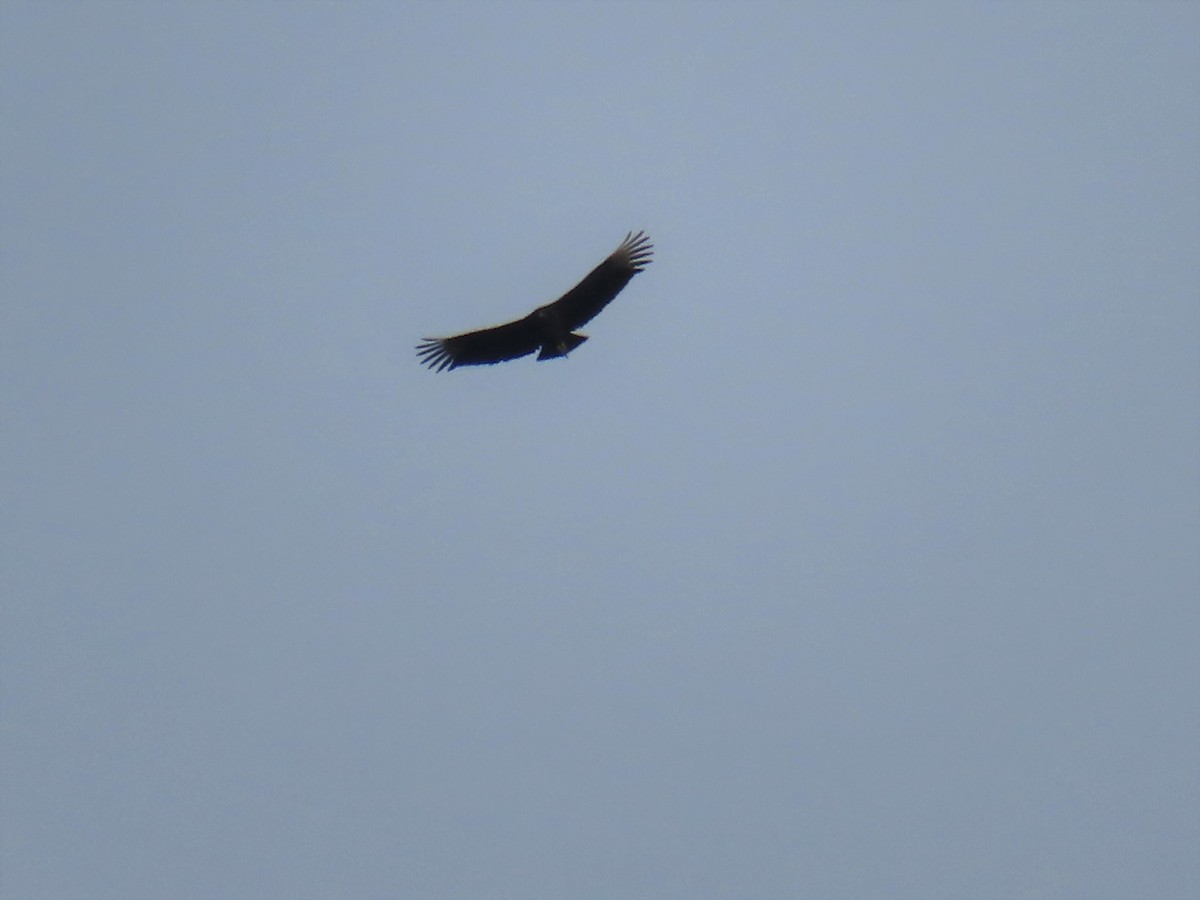 Black Vulture - ML521925881