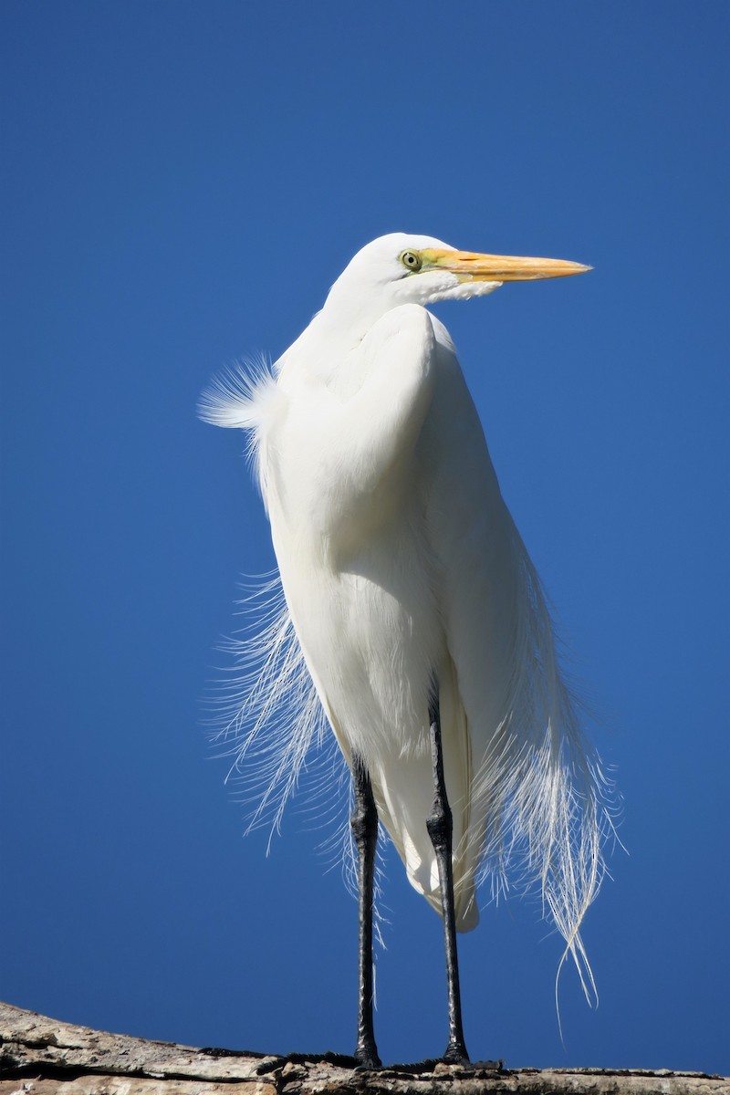 Great Egret - ML521926071