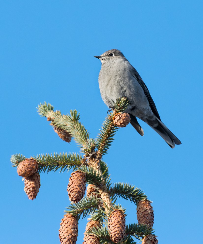 Townsend's Solitaire - ML521927341