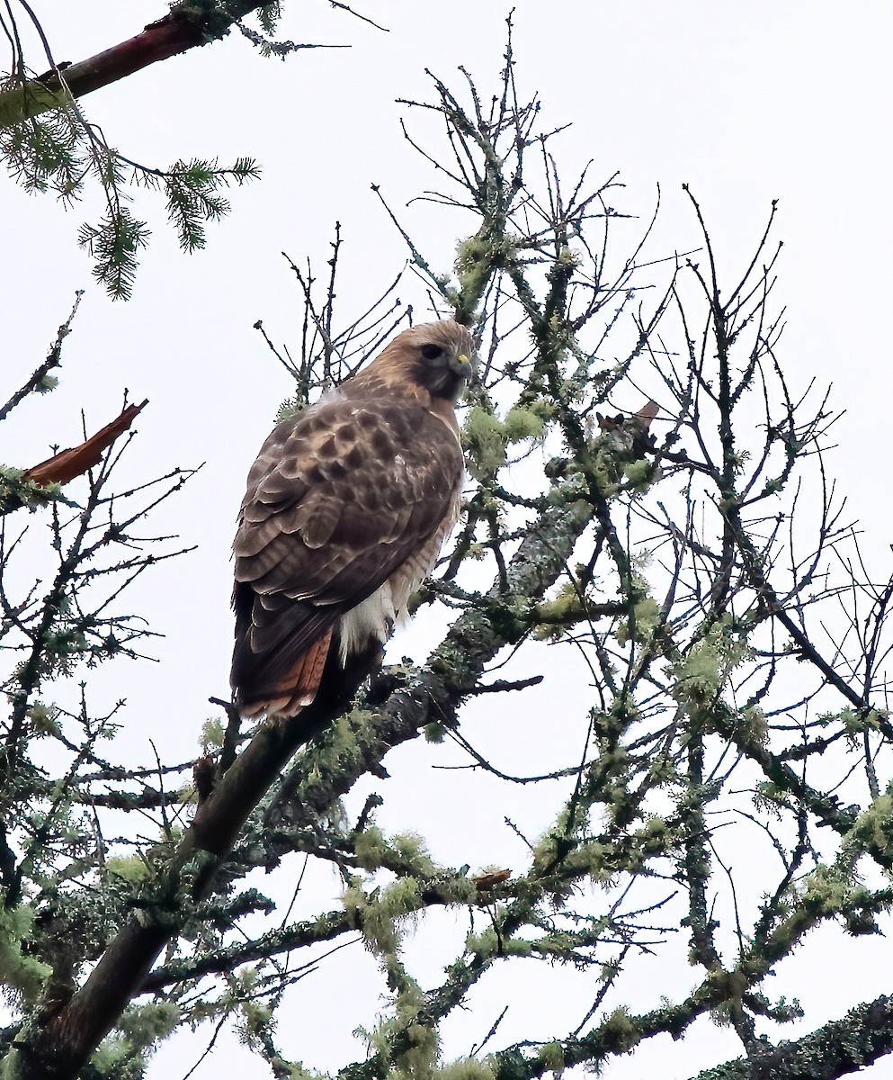 Red-tailed Hawk - ML521929691