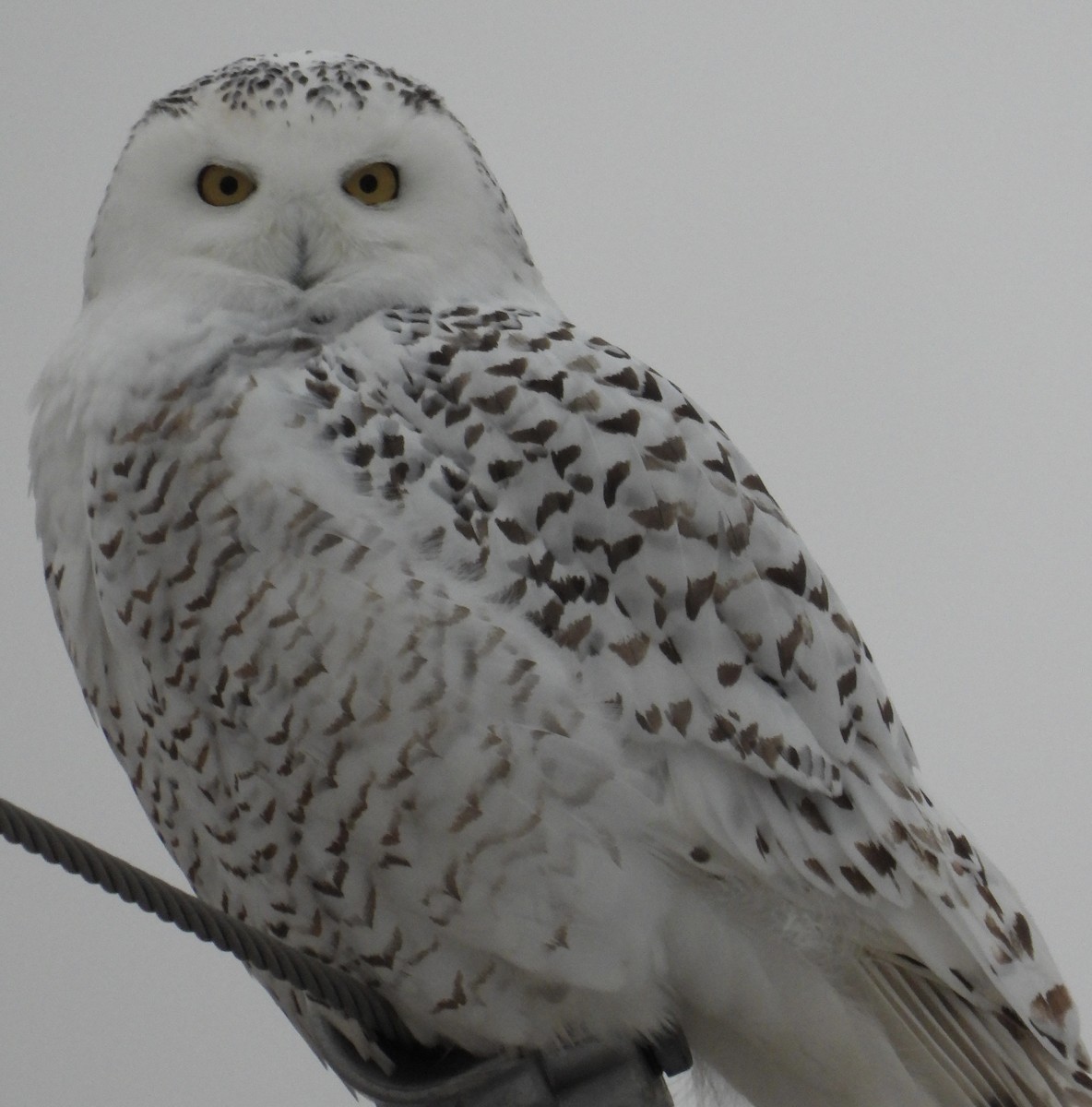 Snowy Owl - ML521929901