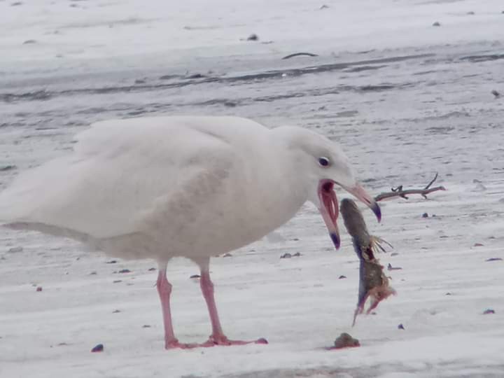 Glaucous Gull - John Durback