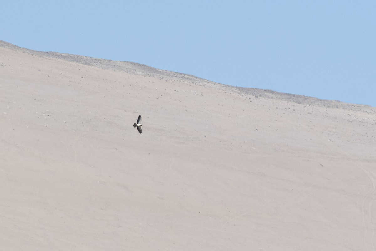 Swainson's Hawk - ML521932121