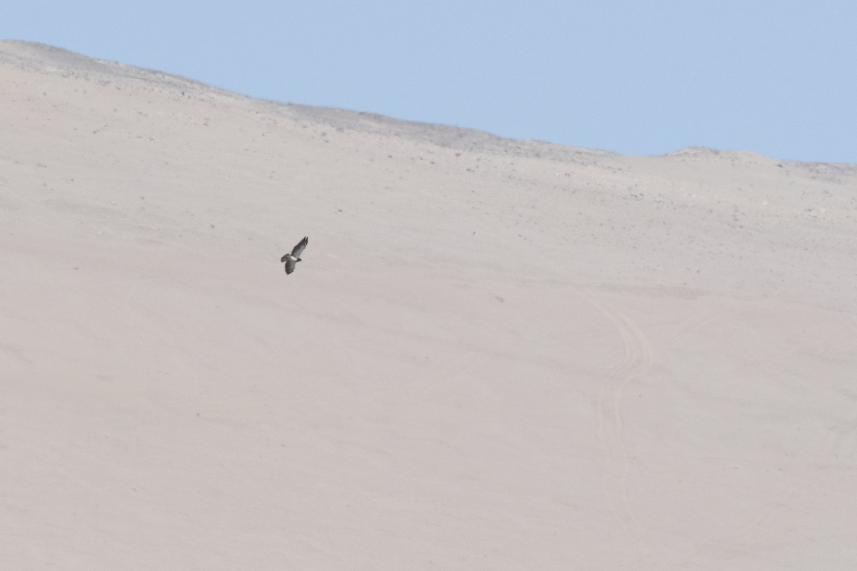 Swainson's Hawk - ML521932181