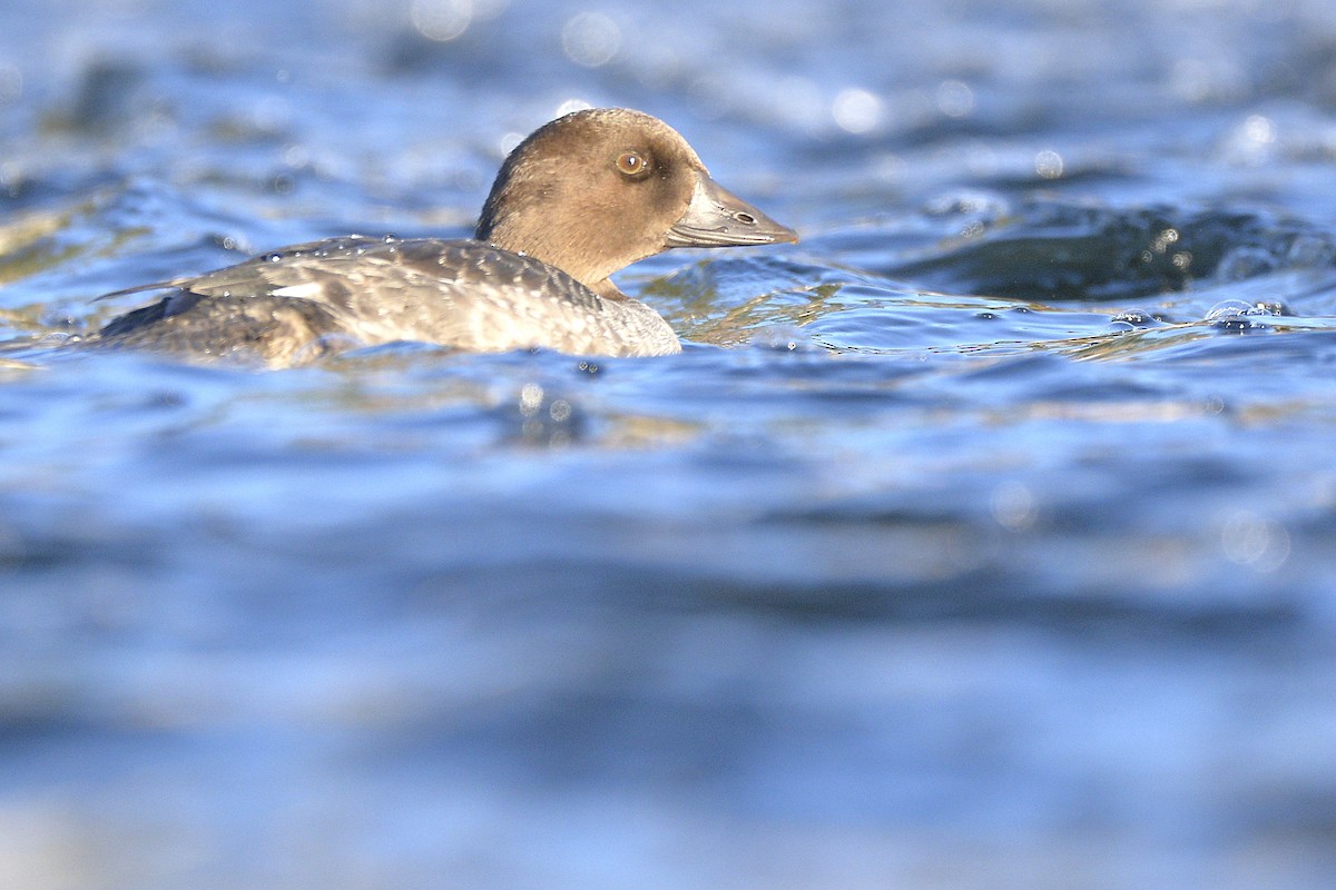 Common Goldeneye - ML521932971