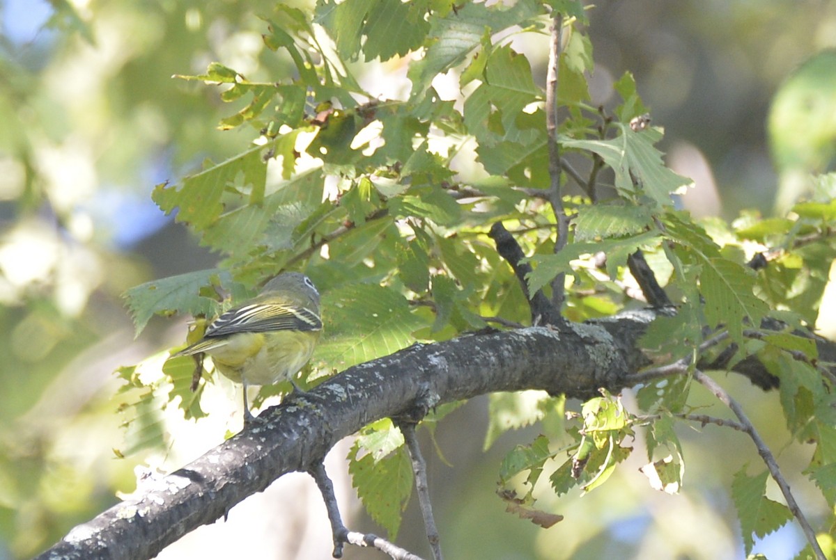 Blue-headed Vireo - ML521934391