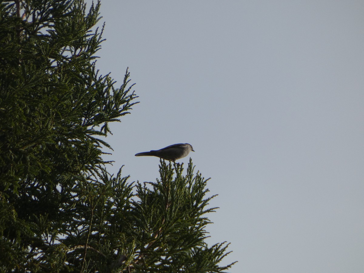 Townsend's Solitaire - ML521934771