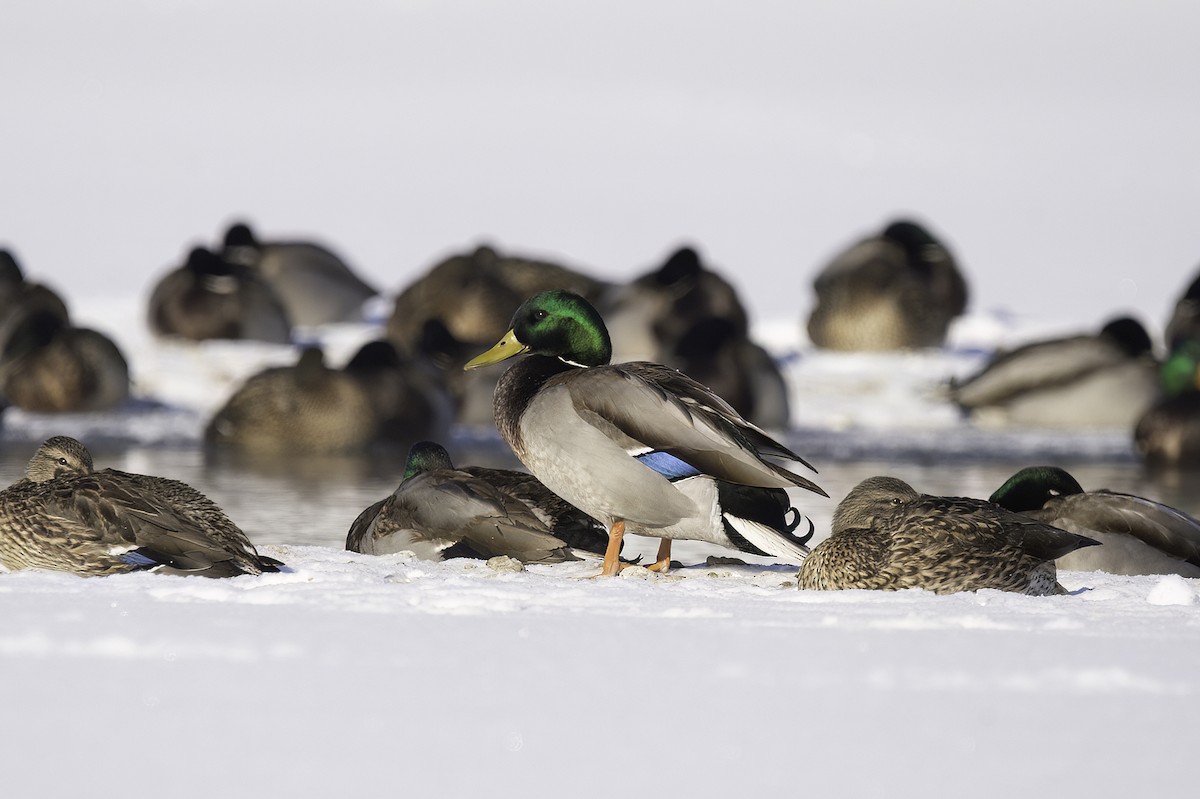 Canard colvert - ML521935841