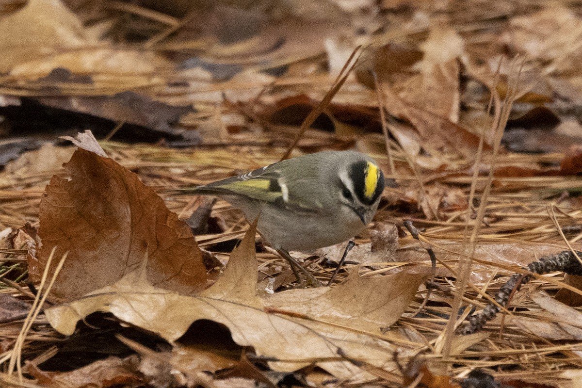 Golden-crowned Kinglet - ML521937011