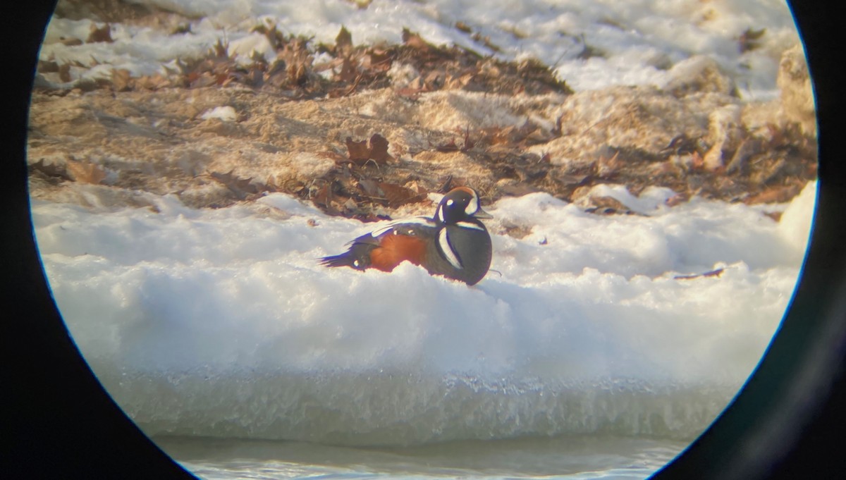 Harlequin Duck - ML521937561