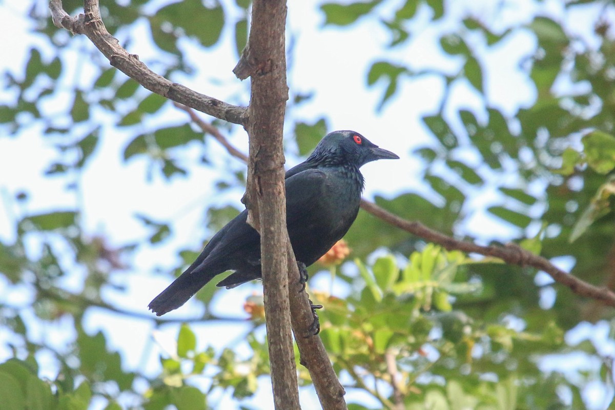 Asian Glossy Starling - Allison Miller