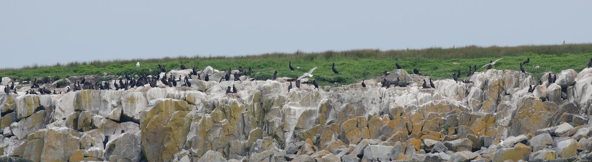 Great Cormorant - Alix d'Entremont