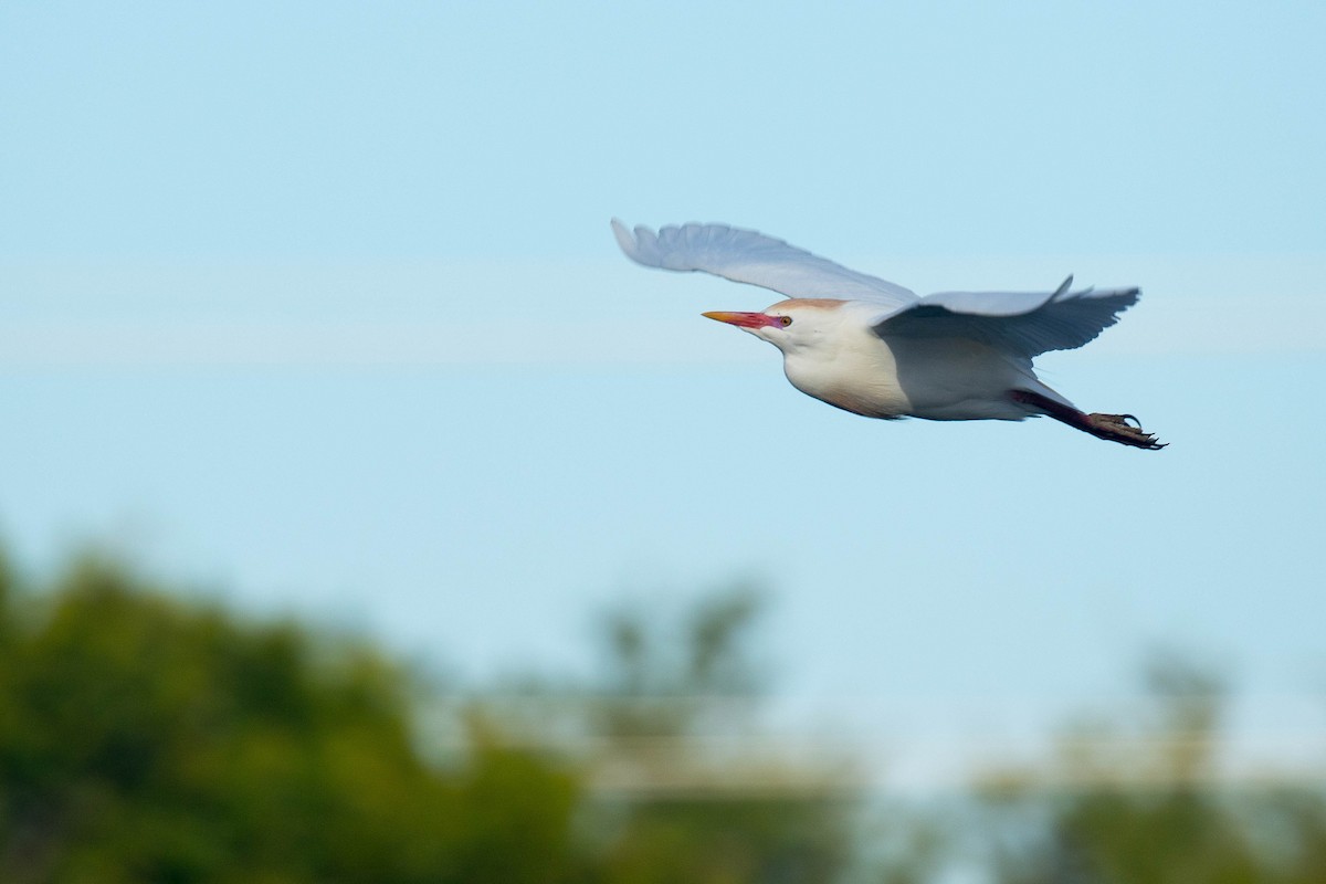 Western Cattle Egret - Nick Dorian