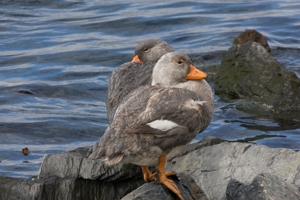 Flightless Steamer-Duck - ML52193841