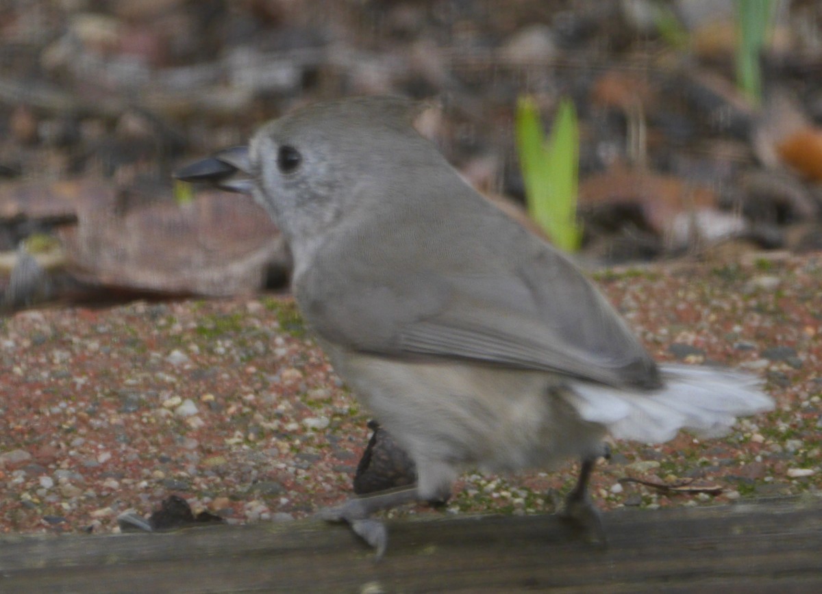 Oak Titmouse - ML521939981