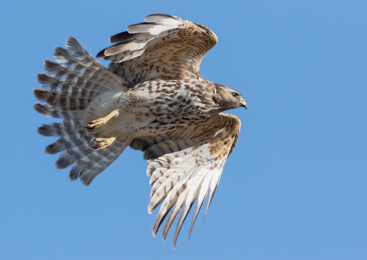 Red-shouldered Hawk - ML521940161